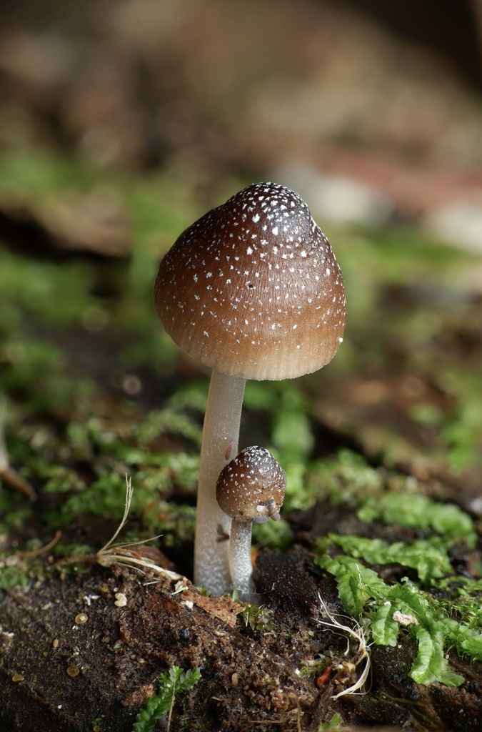 Mycena nargan