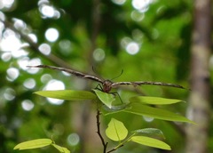 Pachliopta pandiyana