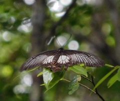 Pachliopta pandiyana