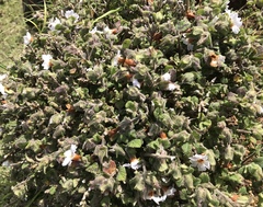 Strobilanthes wightianus