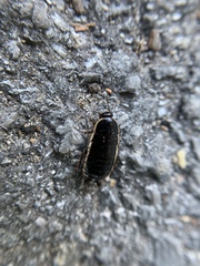 Loboptera decipiens