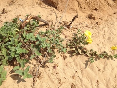 Oenothera drummondii