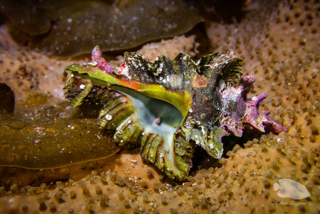 Pterochelus undosus