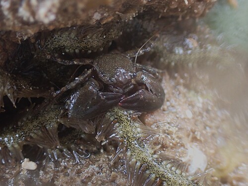 Petrolisthes lamarckii observed 2025-03-30