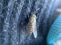 Tabanus bovinus