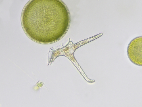 Bioluminescent Dinoflagellates