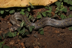 Oligodon bitorquatus