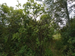 Yponomeuta evonymella