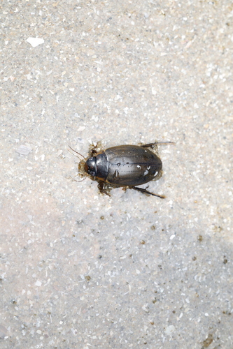 large-grooved diving beetle, Bloemendaal, Nederland, photo 9 of 10