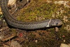 Oligodon bitorquatus