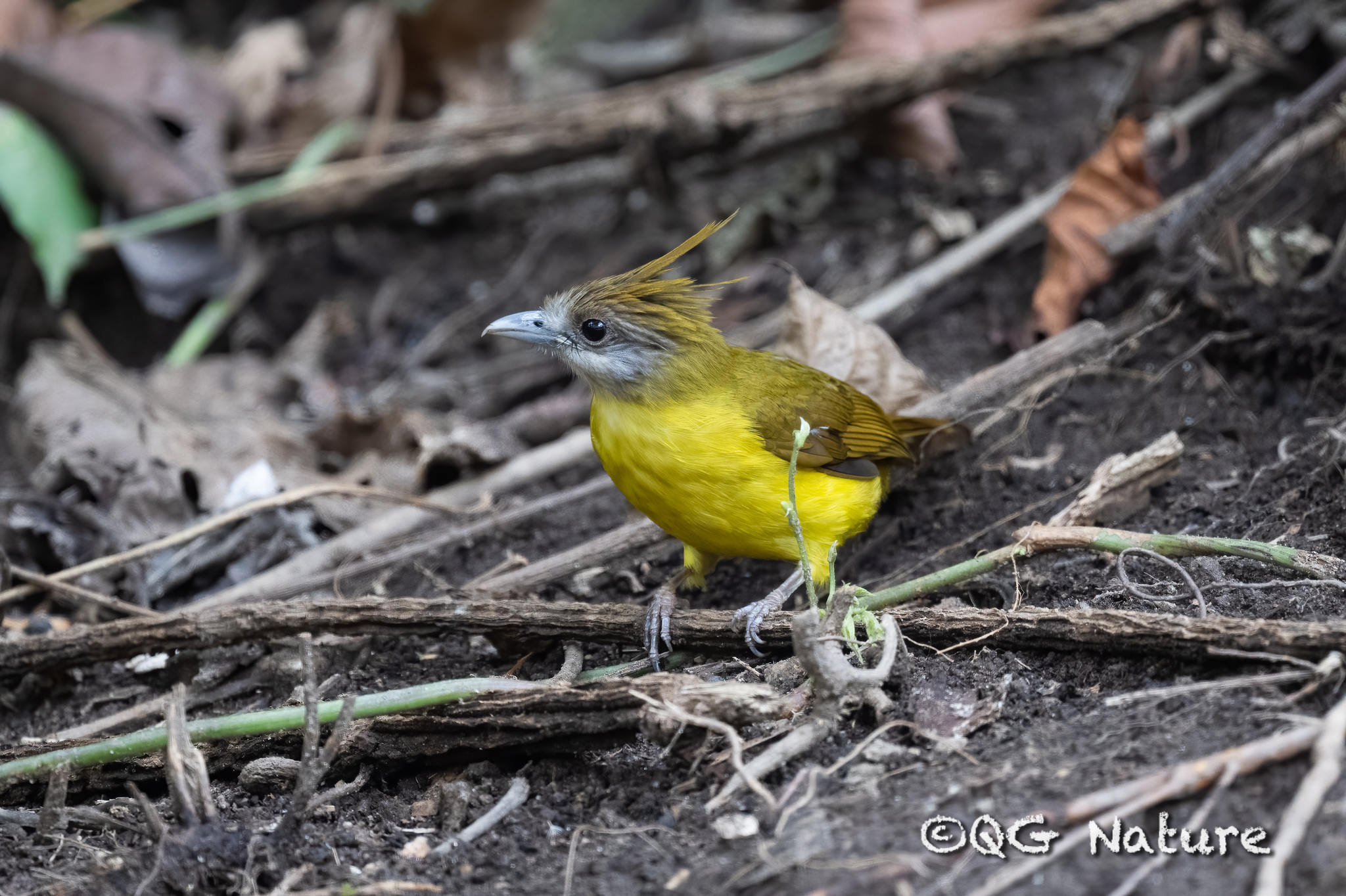White-throated Bulbul