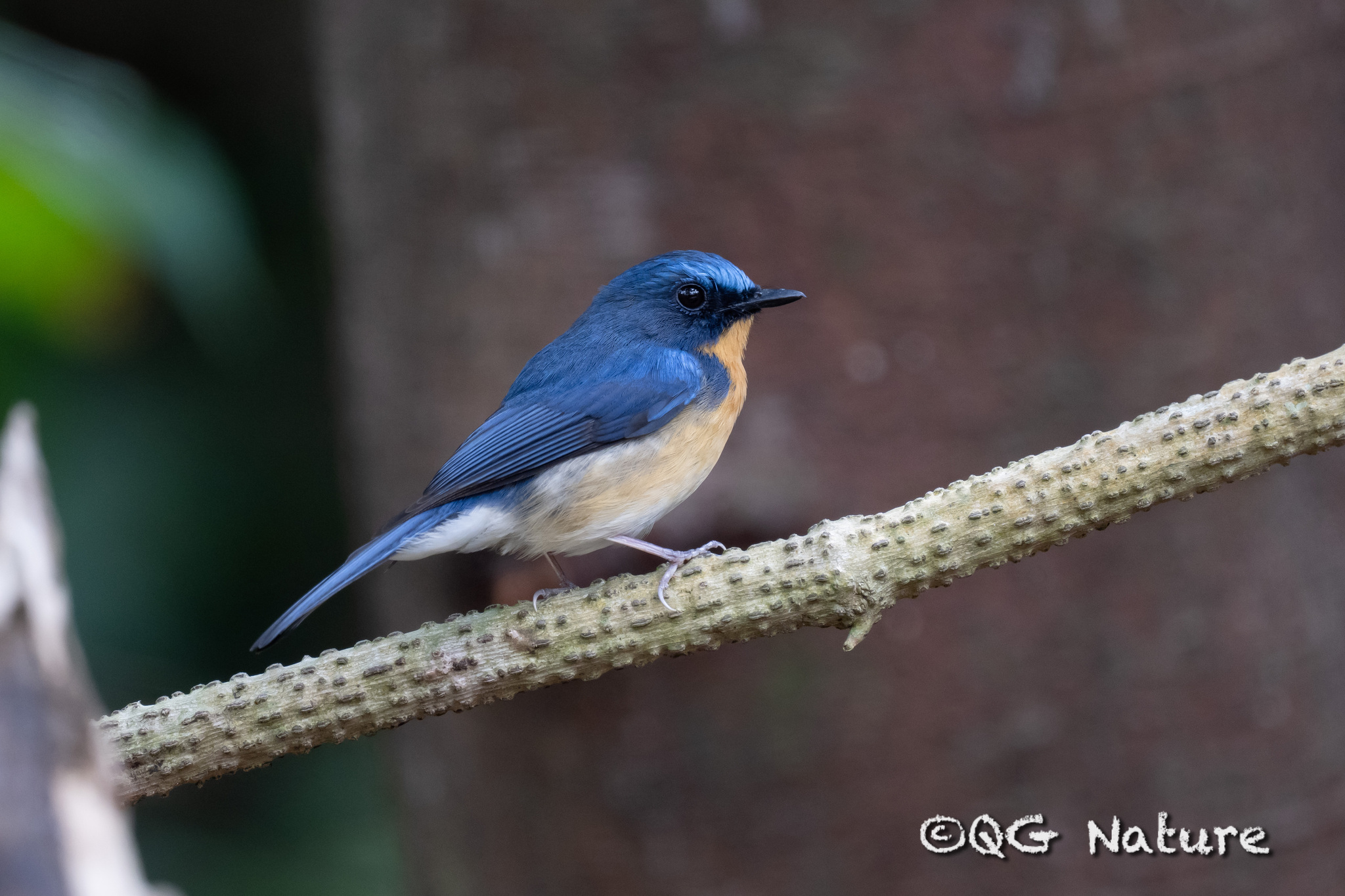 Hill Blue Flycatcher