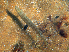 Sillaginodes punctatus