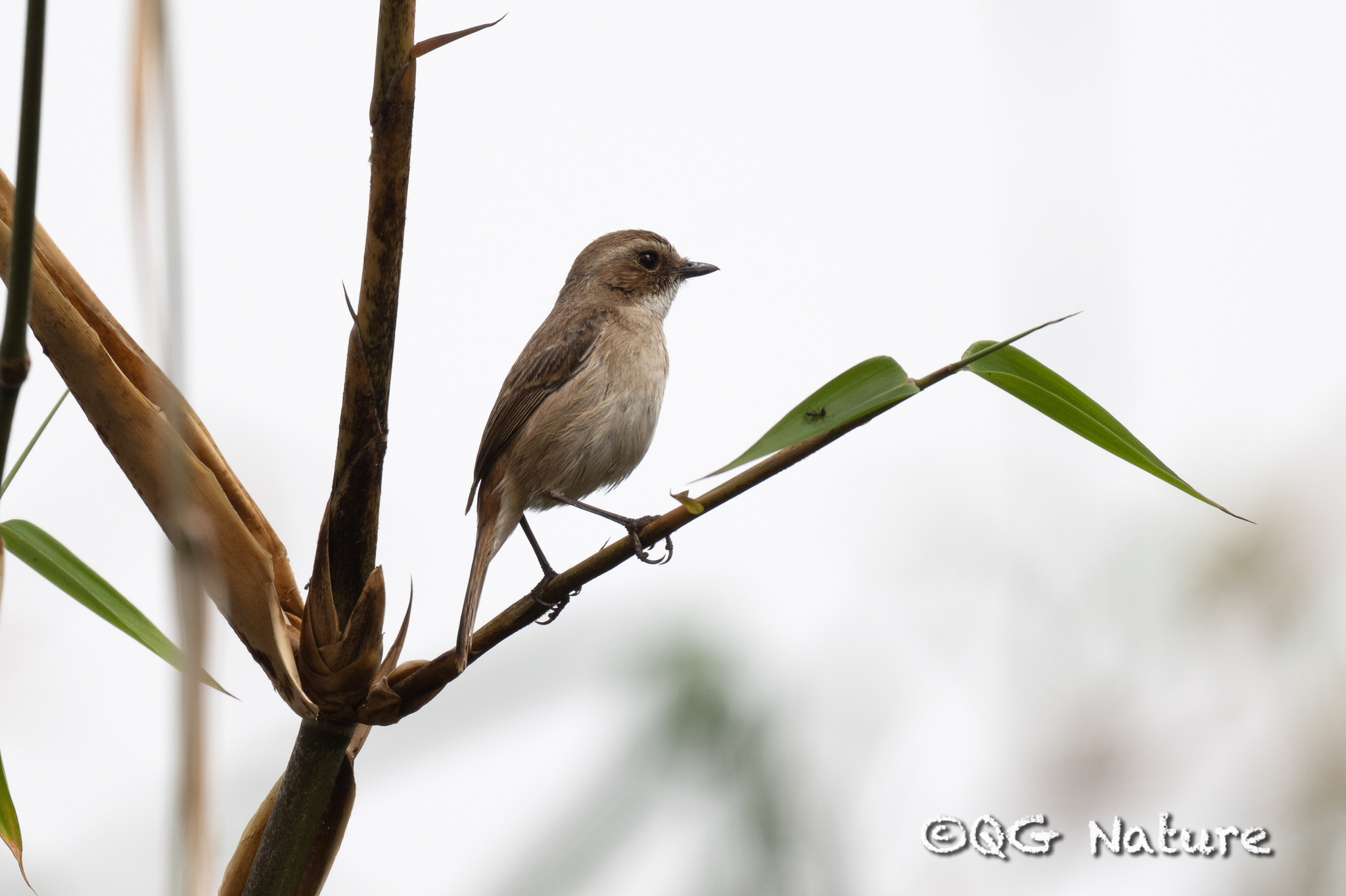 Grey Bush Chat