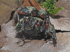 Otiorhynchus lepidopterus