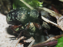 Otiorhynchus lepidopterus