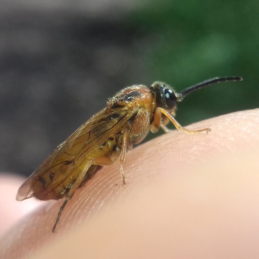 Mesoneura lanigera