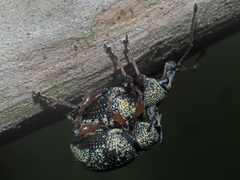 Otiorhynchus lepidopterus