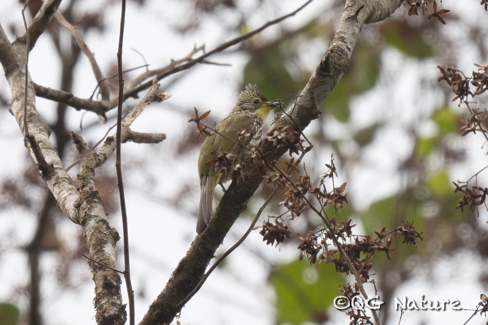 Striated Bulbul