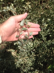 Atriplex halimus