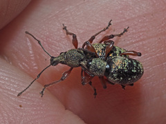 Otiorhynchus lepidopterus