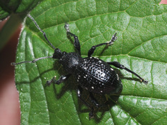 Otiorhynchus gemmatus