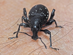 Otiorhynchus gemmatus