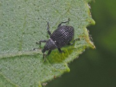 Anoplus setulosus