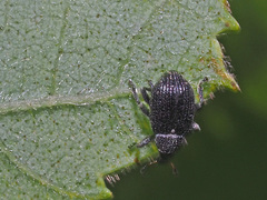 Anoplus setulosus