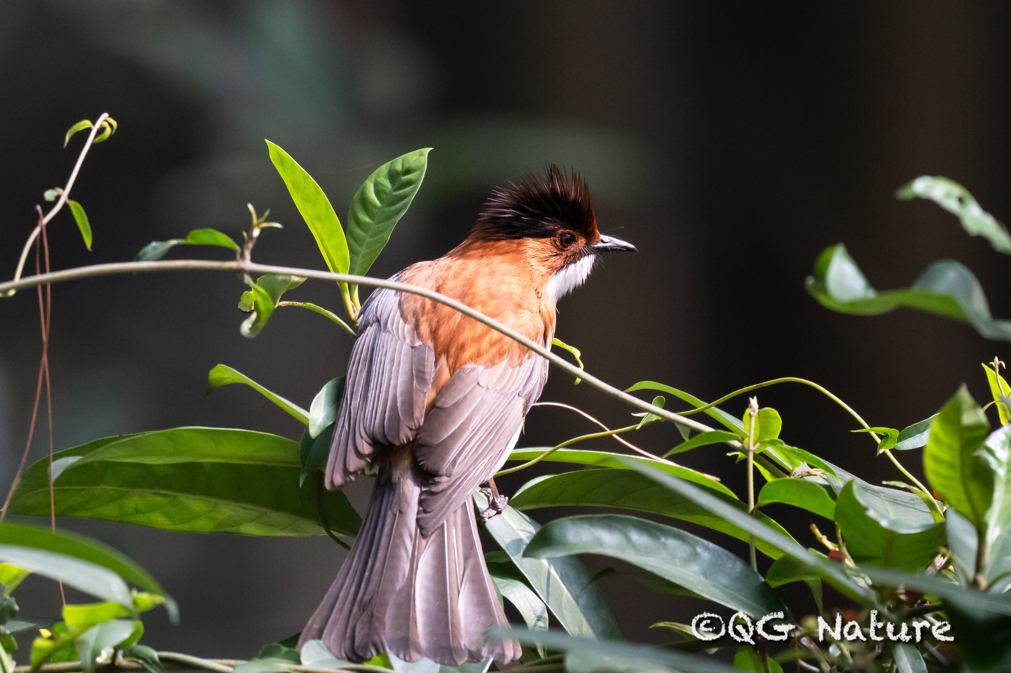 Chestnut Bulbul