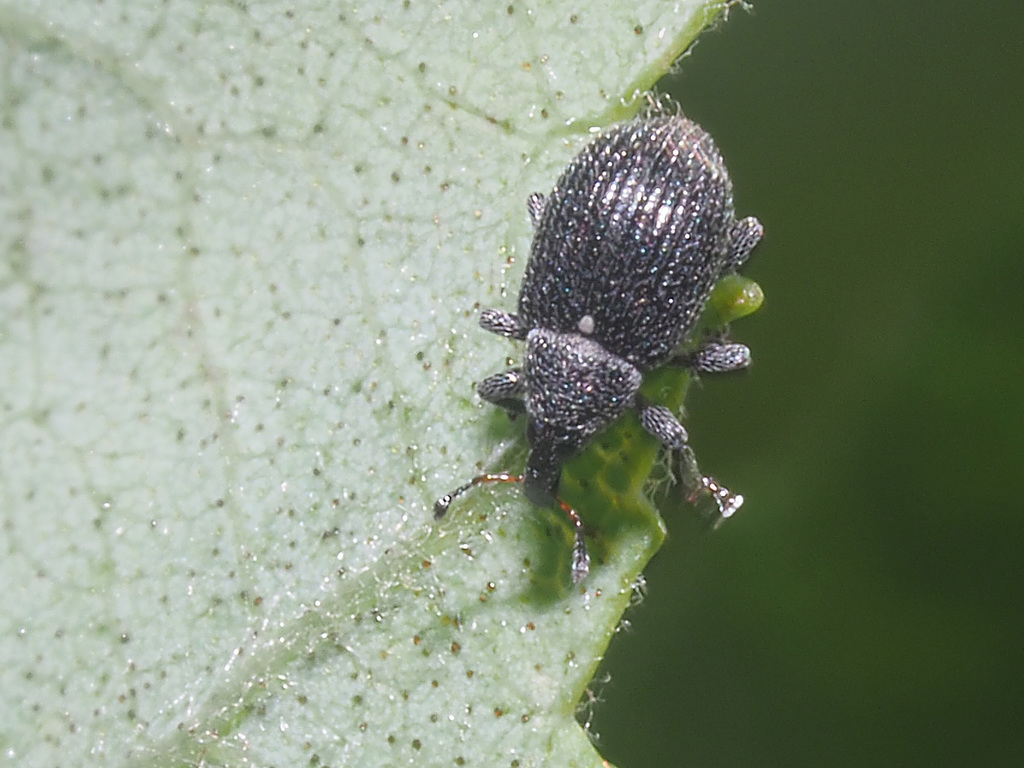 Anoplus