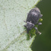 Anoplus setulosus - Photo (c) Felix Riegel, some rights reserved (CC BY-NC), uploaded by Felix Riegel