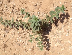 Oenothera drummondii