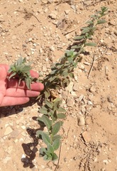 Oenothera drummondii