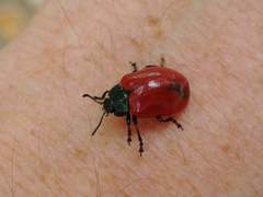 Chrysomela populi