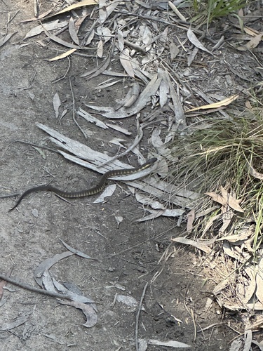 Tiger Snake sighting