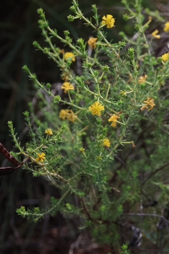 Acacia galioides observed 2025-04-06