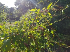 Phytolacca americana