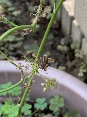 Graphosoma rubrolineatum