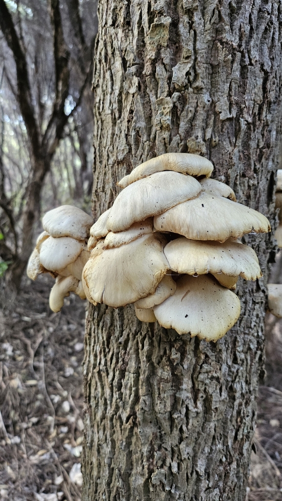 Pleurotus pulmonarius · April 2025 · photo: © charliethomas (iNaturalist, cc0)