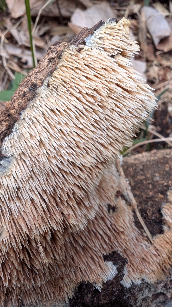 Radulomyces copelandii · April 2025 · photo: © atsushi_nakajima_cirque (iNaturalist, cc-by)