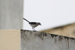 Mimus gilvus