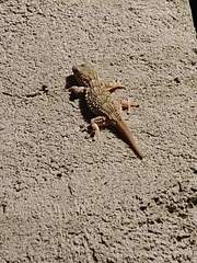 Tarentola mauritanica mauritanica