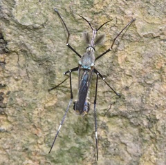 Toxorhynchites splendens