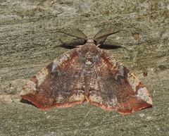 Achrosis euchroes