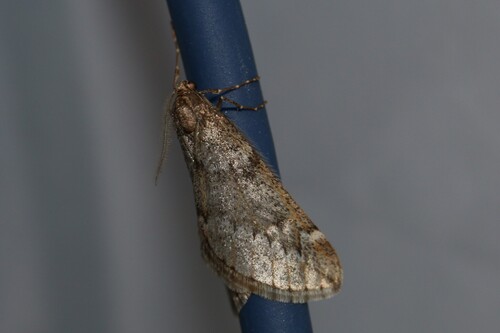 Photo of March Moth (Alsophila aescularia)