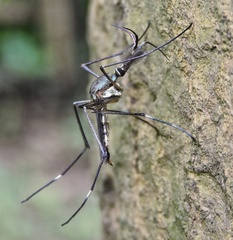 Toxorhynchites splendens