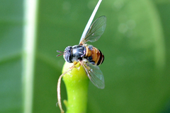 Paragus serratus