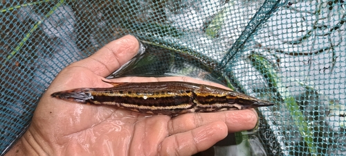 Luciocephalus pulcher