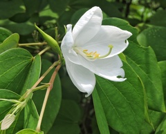 Bauhinia acuminata